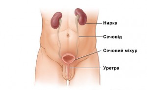 Анатомічна будова людини